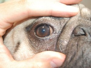 красный белок глаза у собаки причины