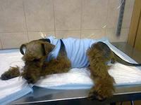 стерилизация собак