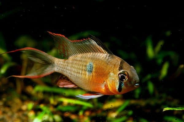 Бабочка боливийская - прекрасная рыбка в аквариуме