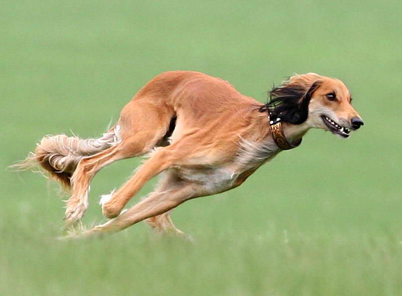 Порода салюки: красивые фото, описание характера и поведения одной из самых быстрых собак в мире