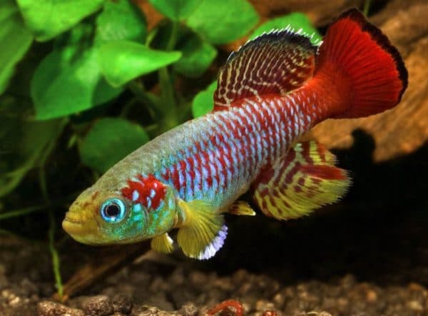 Нотобранхиус - прекрасная рыбка в аквариуме