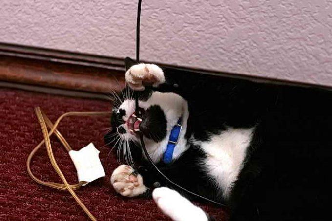 почему кошки грызут провода