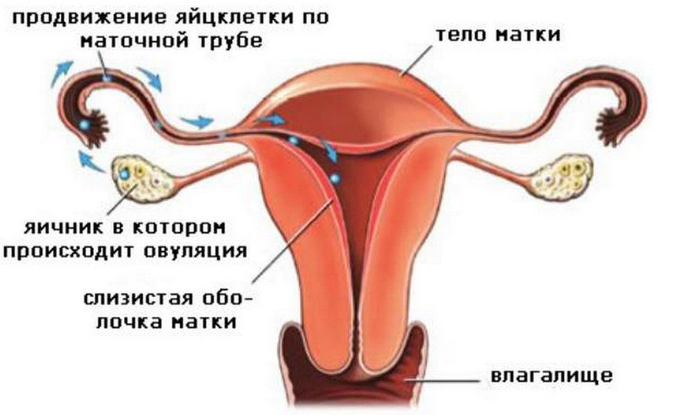 Возраст фертильности у женщин