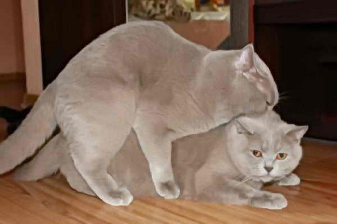 спаривание кота и кошки