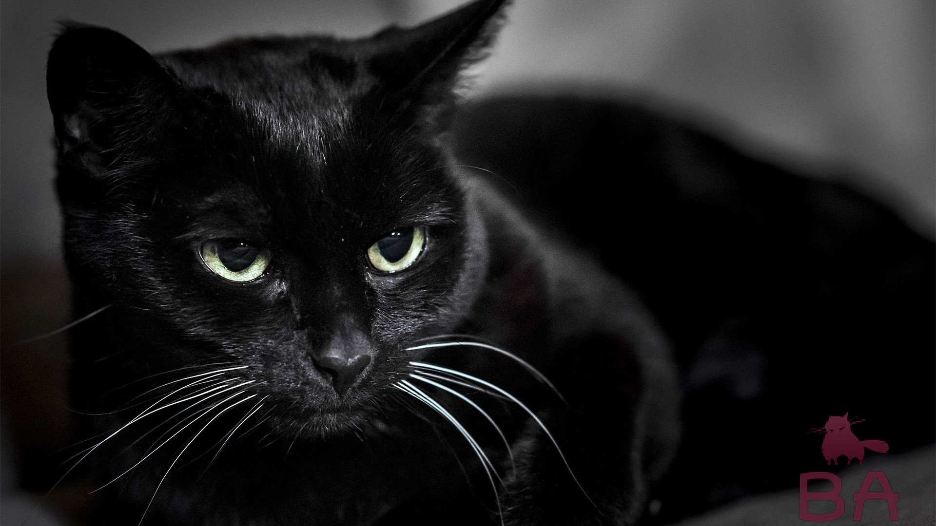 Известные народные приметы про кошек и суеверия