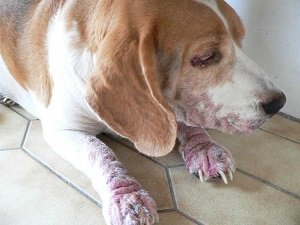кожные заболевания у собак фото с описанием