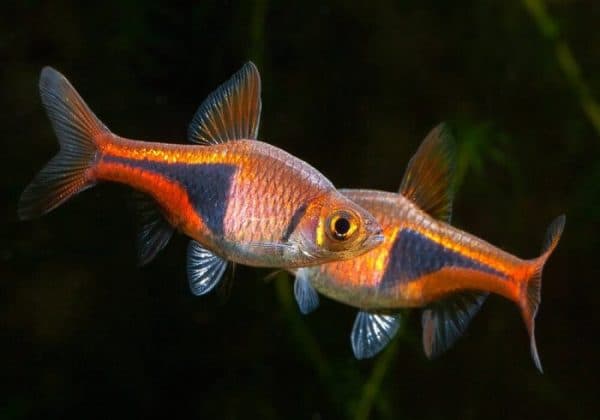 Клинопятнистая расбора - красивая рыбка в аквариуме