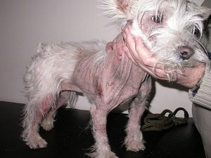 атопический дерматит у собаки симптомы фото лечение