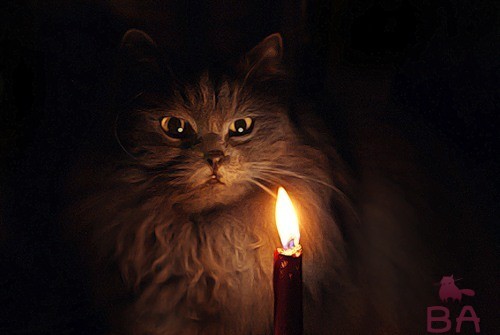 Мистика и суеверия про кошек