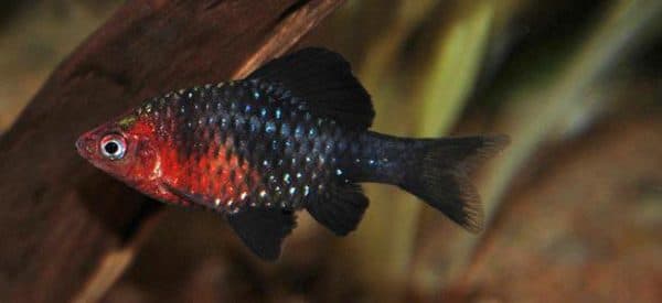 Черный барбус - красивая рыбка в аквариуме