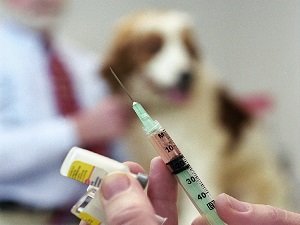 прививка от клещей для собак