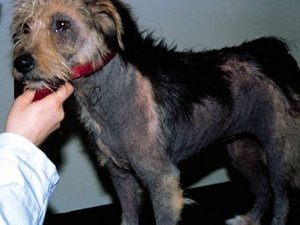 черный акантоз у собак симптомы лечение