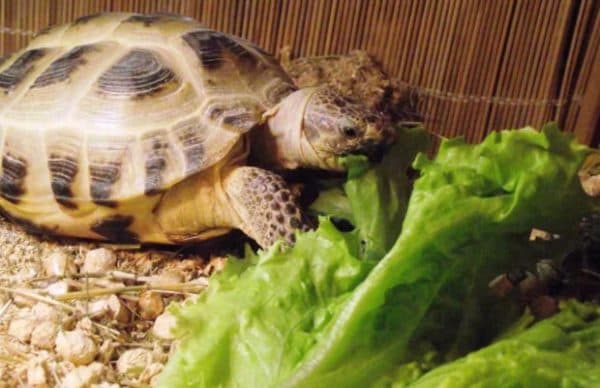 Что ест черепаха в домашних условиях читайте статью