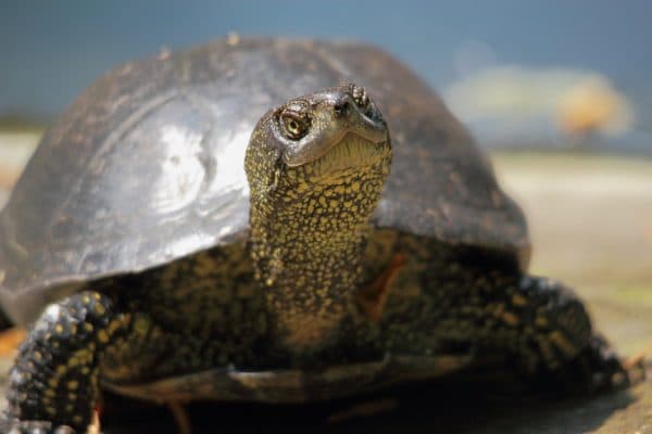 Европейская болотная черепаха смотрит