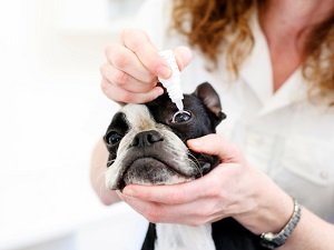 катаракта у собаки лечение капли