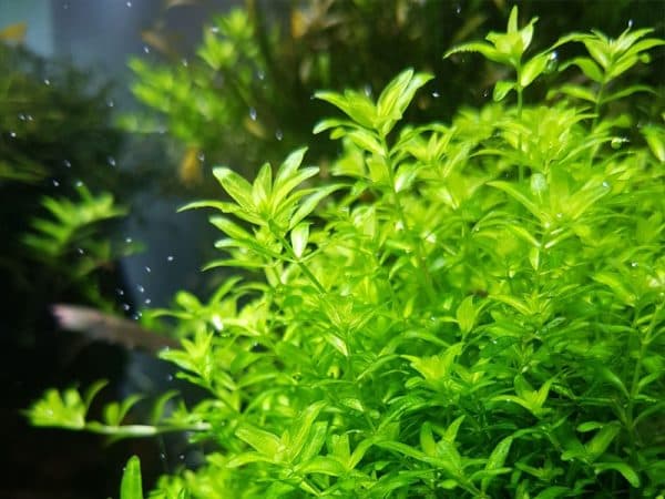 Хемиантус микрантемоидес - красивое растение в аквариуме