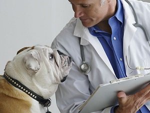 метеоризм у собак симптомы и лечение