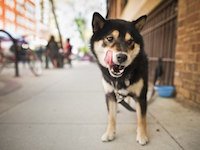 как отучить собаку подбирать на улице