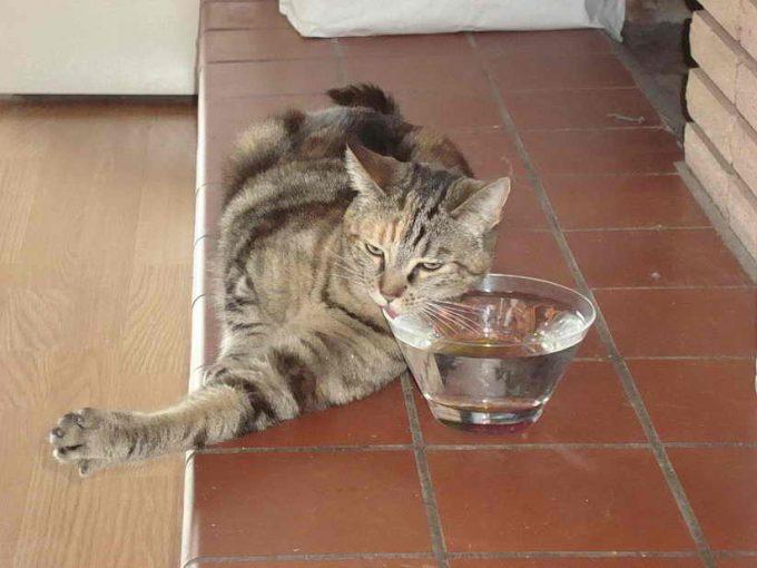сколько кошка проживет без еды и воды