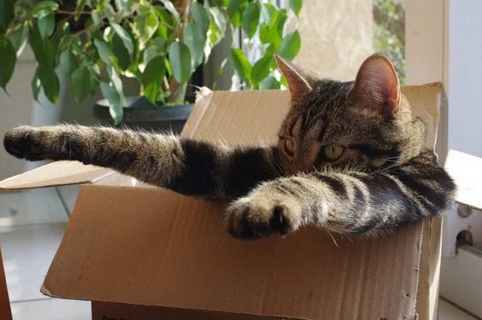 почему кошки любят коробки
