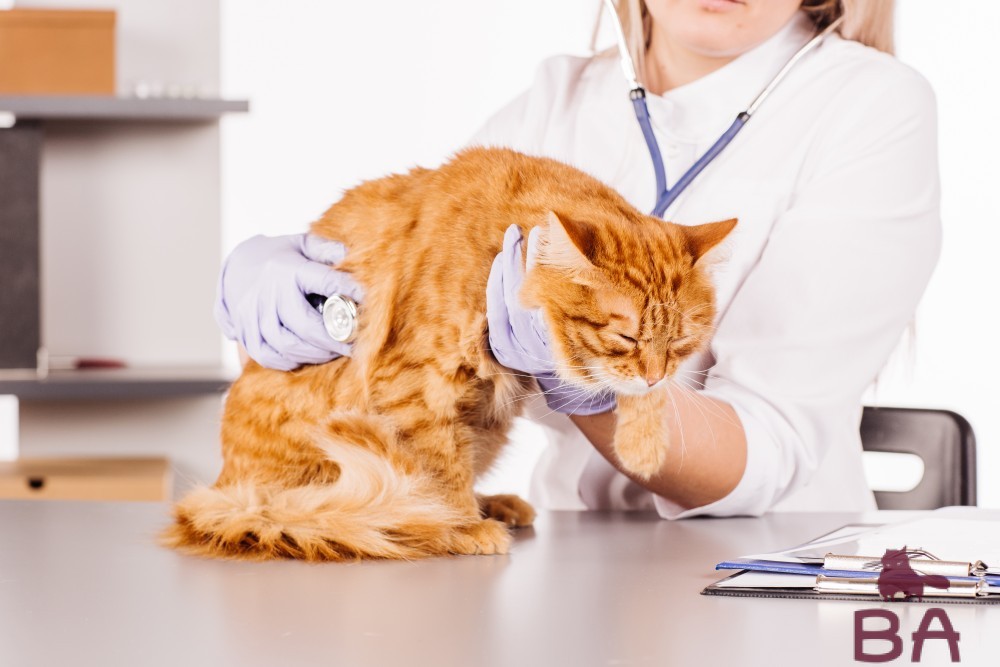Свищ у кошки признаки, симптомы, диагностика и лечение