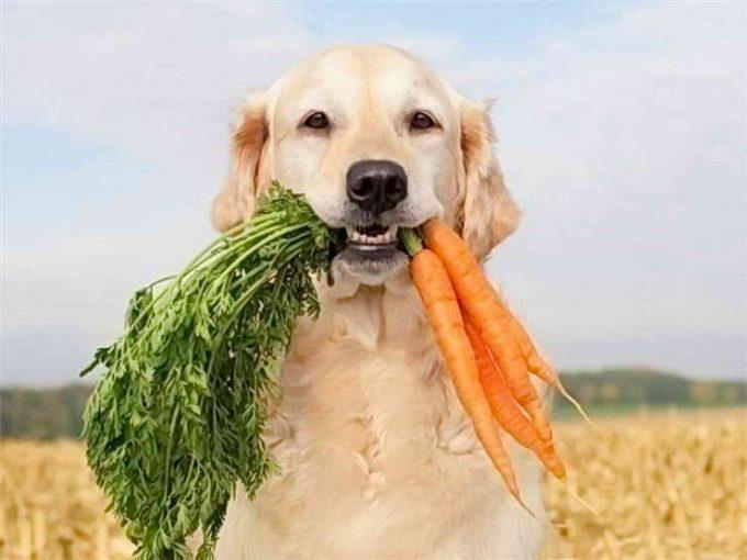 овощи в рационе собаки