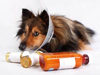 антибиотики для собак