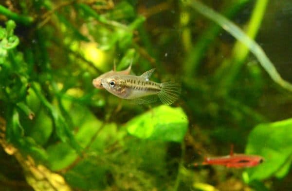 Гурами карликовый - прекрасная рыбка 
