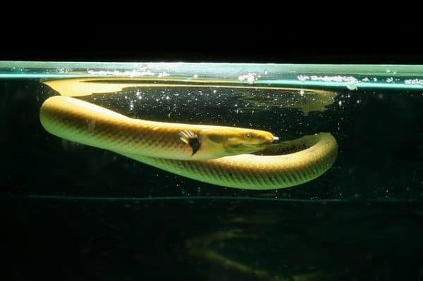 Каламоихт - рыба-змея
