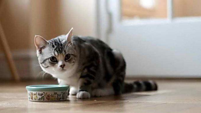 диета в домашних условиях при расстройстве у кошки