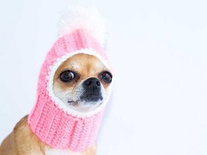 шапка для собаки своими руками вязание