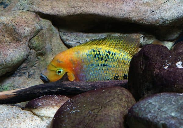 Радужная цихлазома - прекрасная аквариумная рыбка