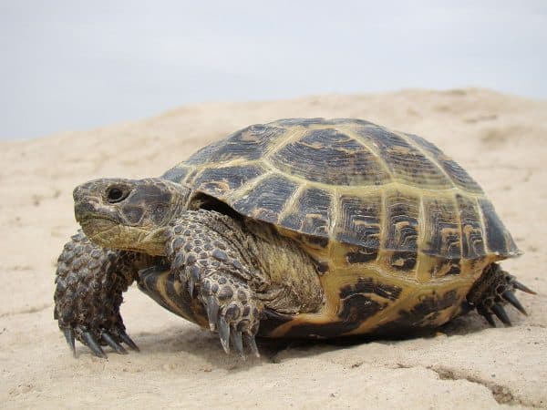 Среднеазиатская черепаха 