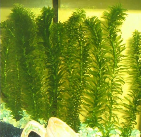 Элодея - прекрасное аквариумное растение