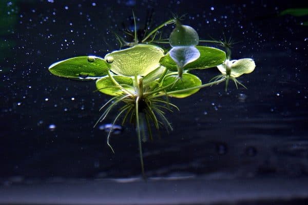 Лимнобиум - прекрасное растение в аквариуме