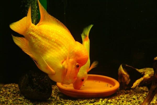 Цитроновая цихлазома - красивая аквариумная рыбка