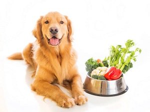 овощи для собаки
