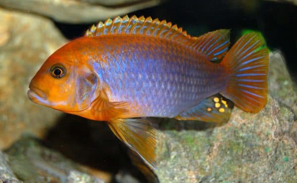 Йодотрофеус Шпренгера - прекрасная аквариумная рыбка