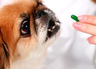 Как правильно дать собаке таблетку от глистов?