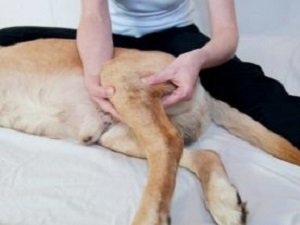 защемление нерва у собаки симптомы