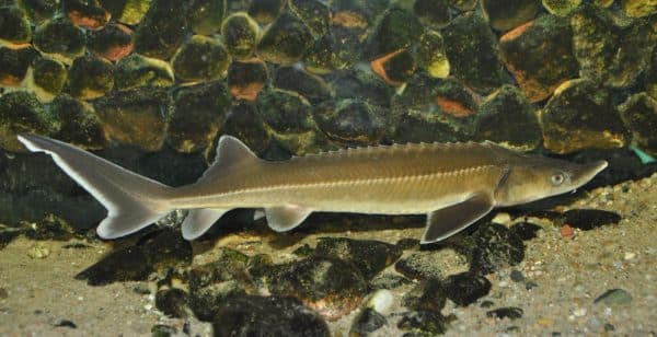 Стерлядь - рыбка в аквариуме
