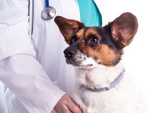 вестибулярный синдром у собак