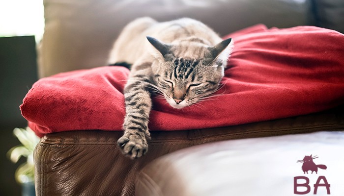 Сколько часов в сутки должны спать кошки и котята