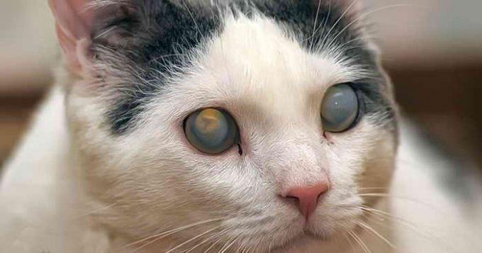 как выглядит катаракта у кошек