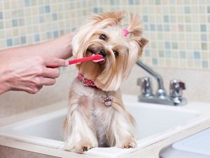 как часто чистить зубы собаке