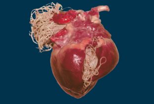 Дирофилярии в сердце