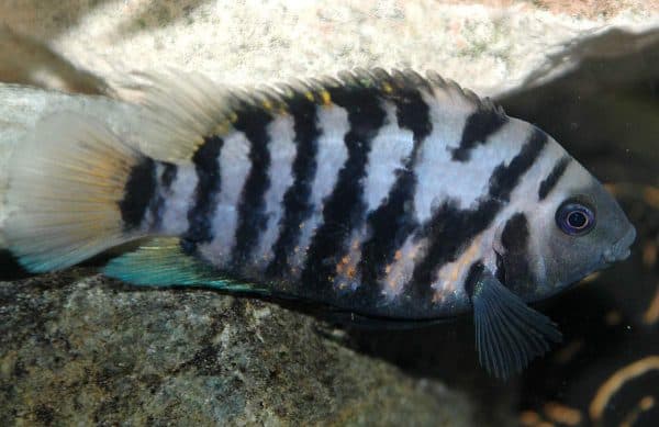 Цихлазома чернополосая красивая рыбка
