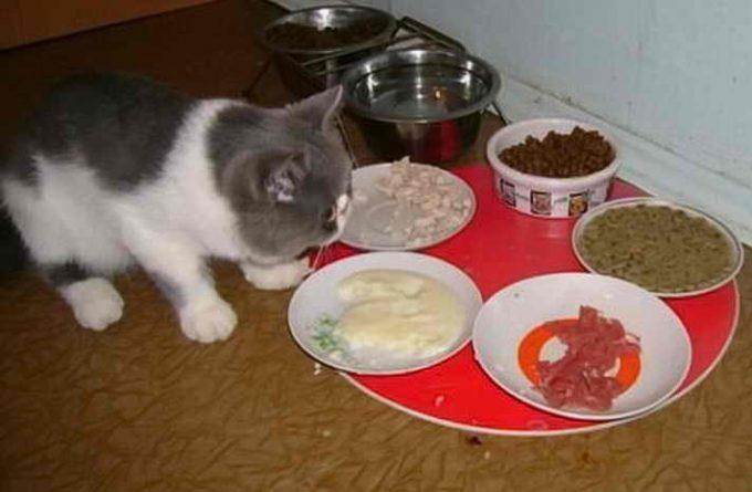 сколько дней кошка может прожить без еды