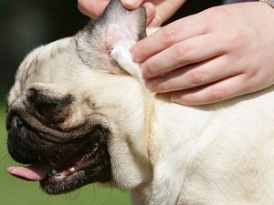 как правильно почистить уши собаке