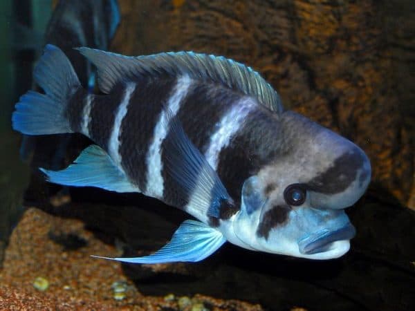 Фронтоза - аквариумная рыбка